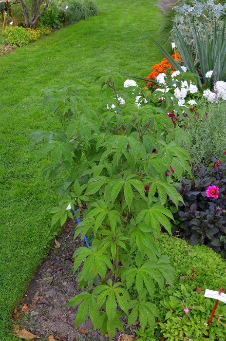 Cleome arborescens (2)